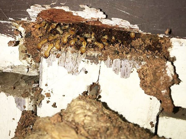 termite-inspection-rockhampton