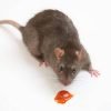 Mouse and attractant gel